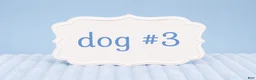 Sheepadoodle dogs for sale: Sheepadoodle 8 - Ad 4