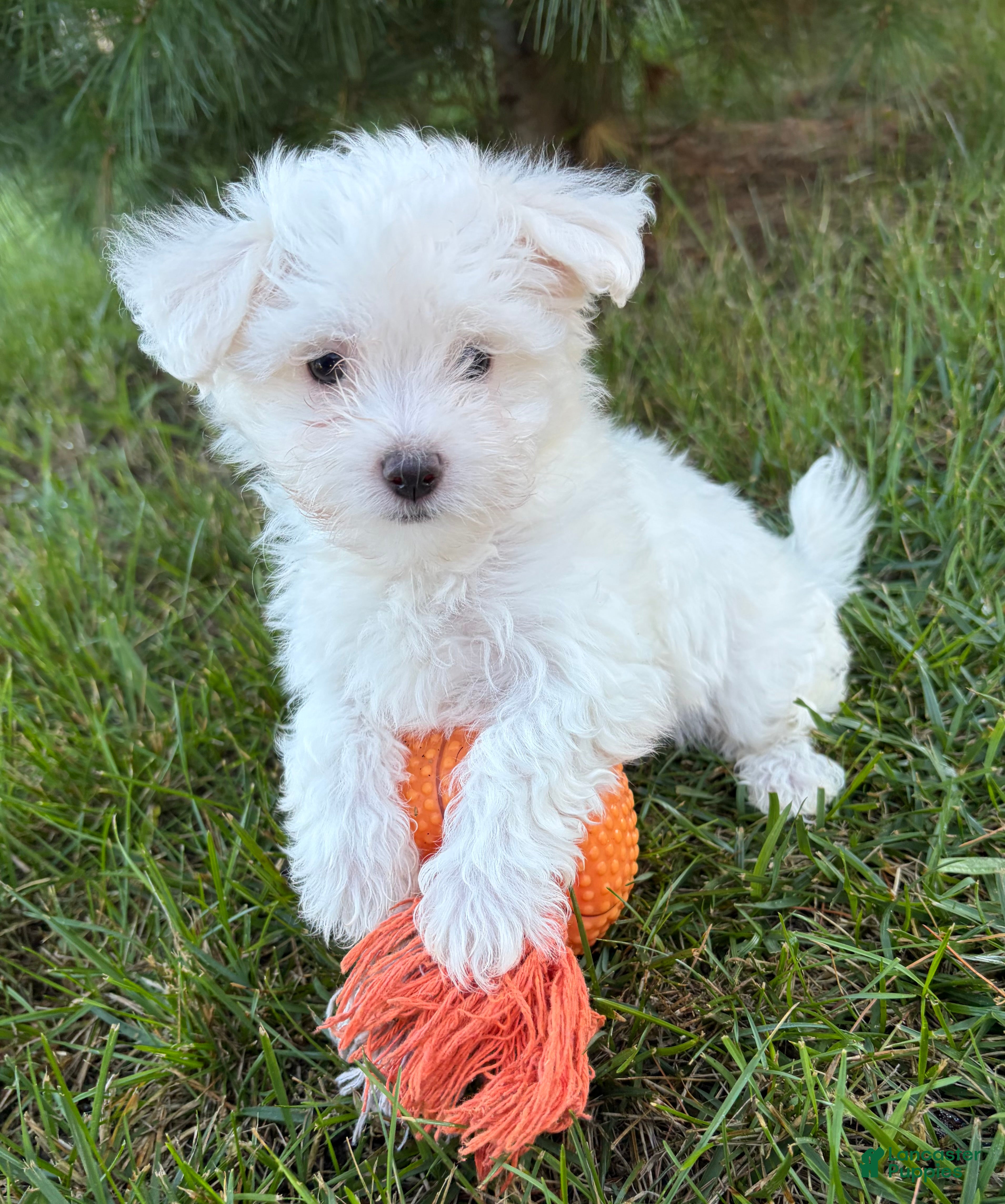 Maltese dogs Enzo - Ad 29
