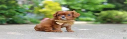 Cavalier King Charles Spaniel dogs for sale: George - Ad 6