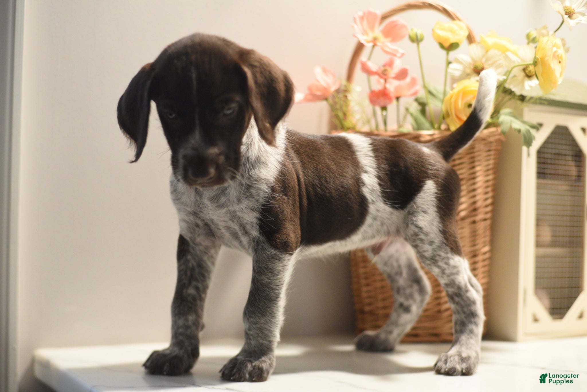 Mixed Breed dogs Duke  - Ad 1