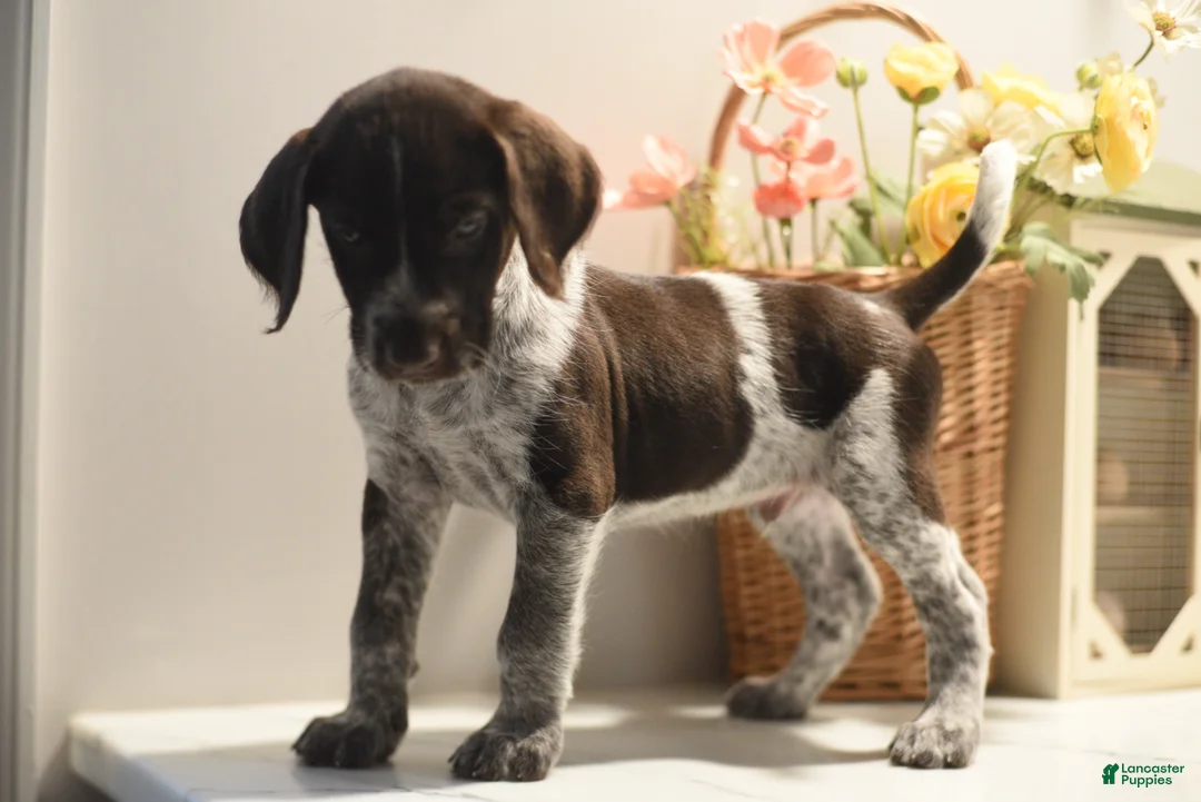 Mixed Breed dogs for sale: Duke  - Ad 1