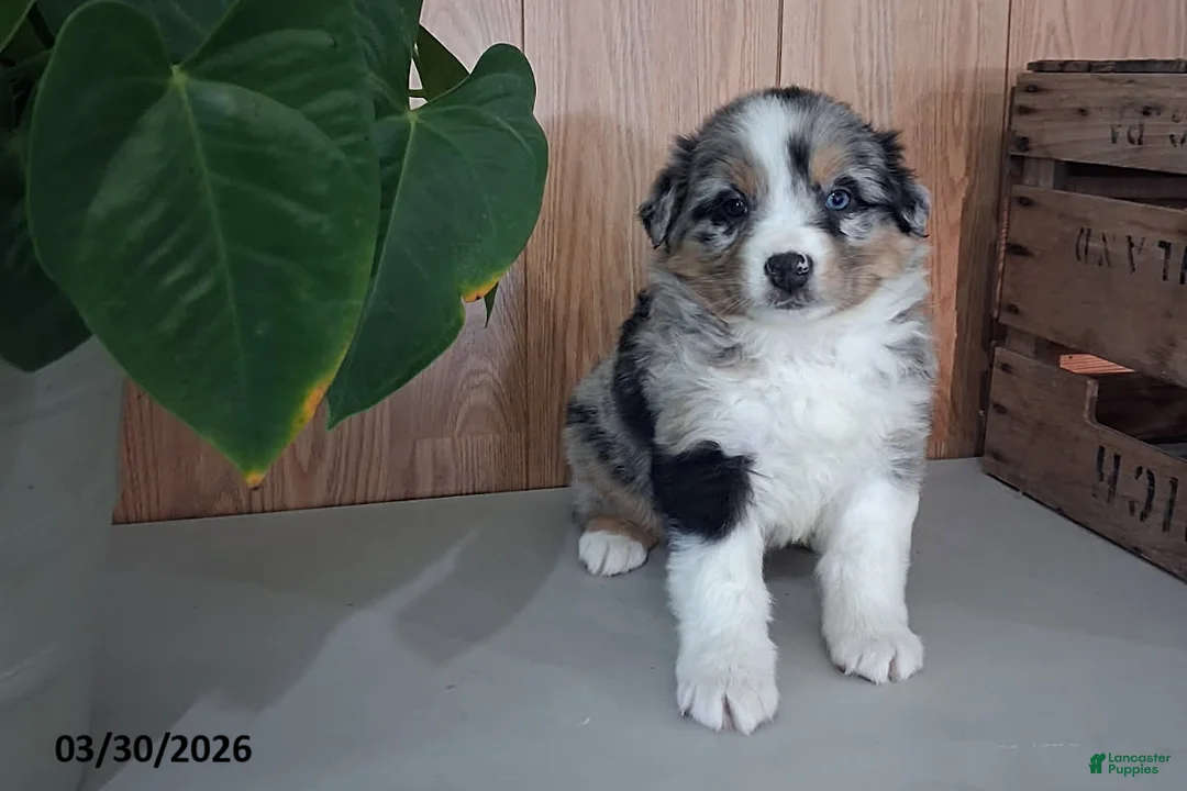 Australian Shepherd dogs for sale: Murphy - Ad 1