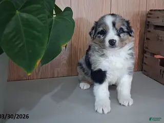 Australian Shepherd dogs Murphy - Ad 8