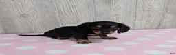 Miniature Dachshund dogs for sale: Blakely - Ad 6