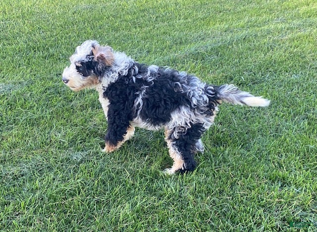 Mini Bernedoodle dogs Bruno- medium - Ad 2