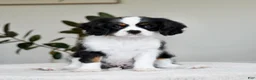 Cavalier King Charles Spaniel dogs for sale: Chester  - Ad 3