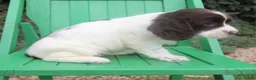 English Springer Spaniel dogs for sale: Virginia - Ad 2