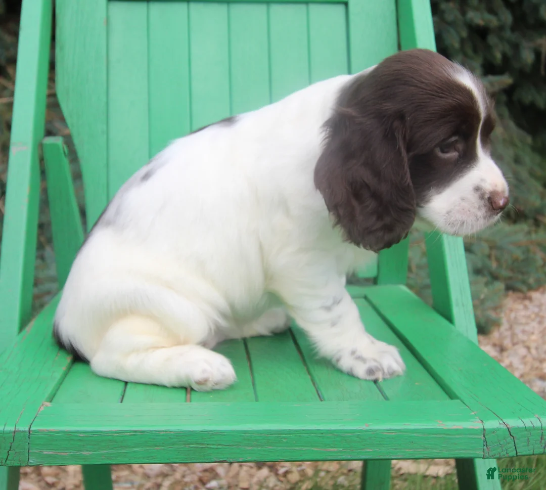 English Springer Spaniel dogs for sale: Virginia - Ad 2