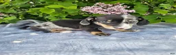 Dachshund dogs for sale: Rusty - Ad 7
