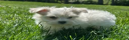 Maltese dogs for sale: Tobi - Ad 4