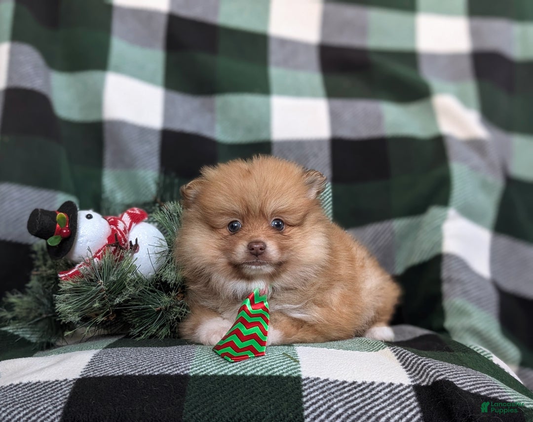 Pomeranian dogs for sale: Cabe - Ad 5