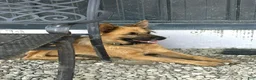 Mixed Breed dogs for sale: Mixed Breed 1 - Ad 4