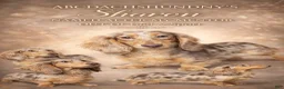 Miniature Dachshund dogs for sale: AKC ch Russian f - Ad 2