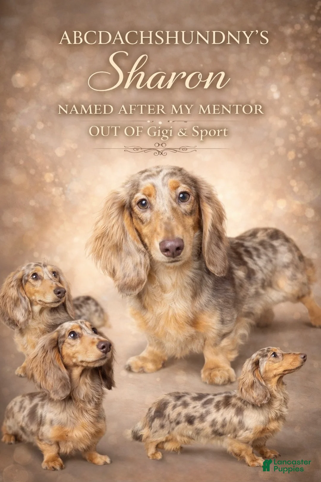 Miniature Dachshund dogs for sale: AKC ch Russian f - Ad 2