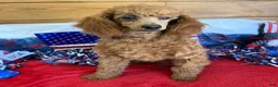 Toy Poodle dogs for sale: Prissy - Ad 3