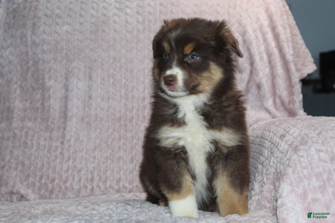 Australian Shepherd dogs for sale: Poppy - Ad 1