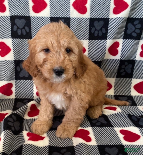Mini Goldendoodle dogs Dexter- mini/ medium - Ad 39