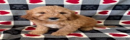 Mini Goldendoodle dogs for sale: Dexter- mini/ medium - Ad 1
