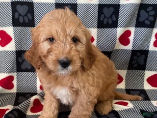 Mini Goldendoodle dogs Dexter- mini/ medium - Ad 28