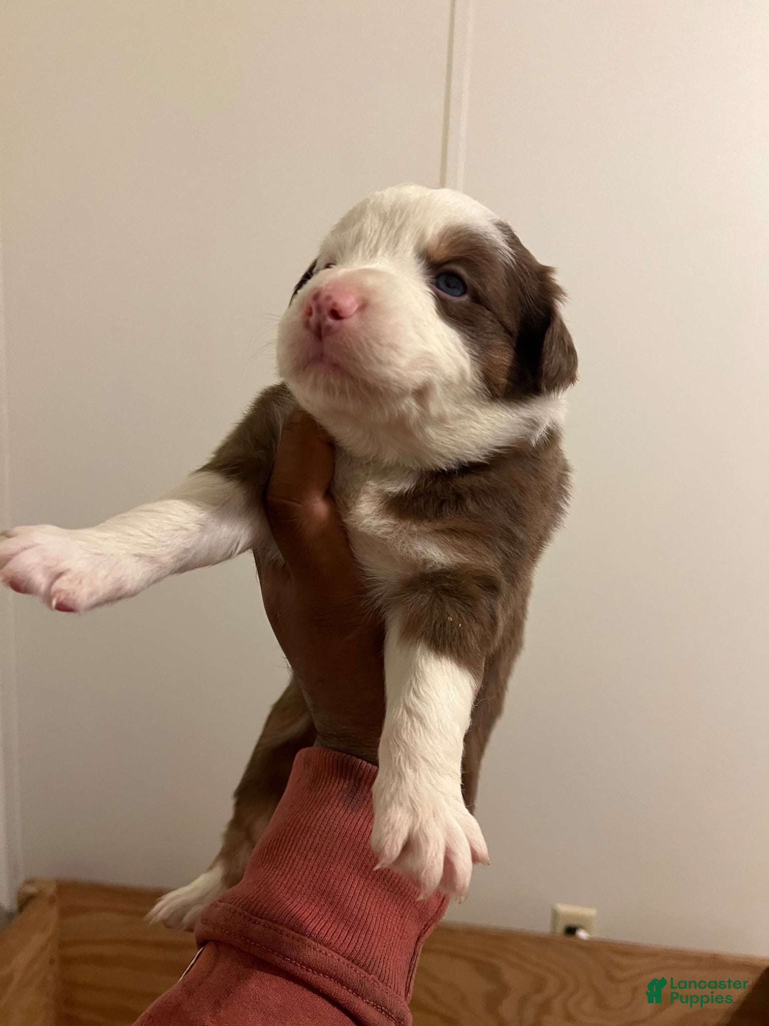 Australian Shepherd dogs Australian Shepherd Puppy 5 - Ad 16