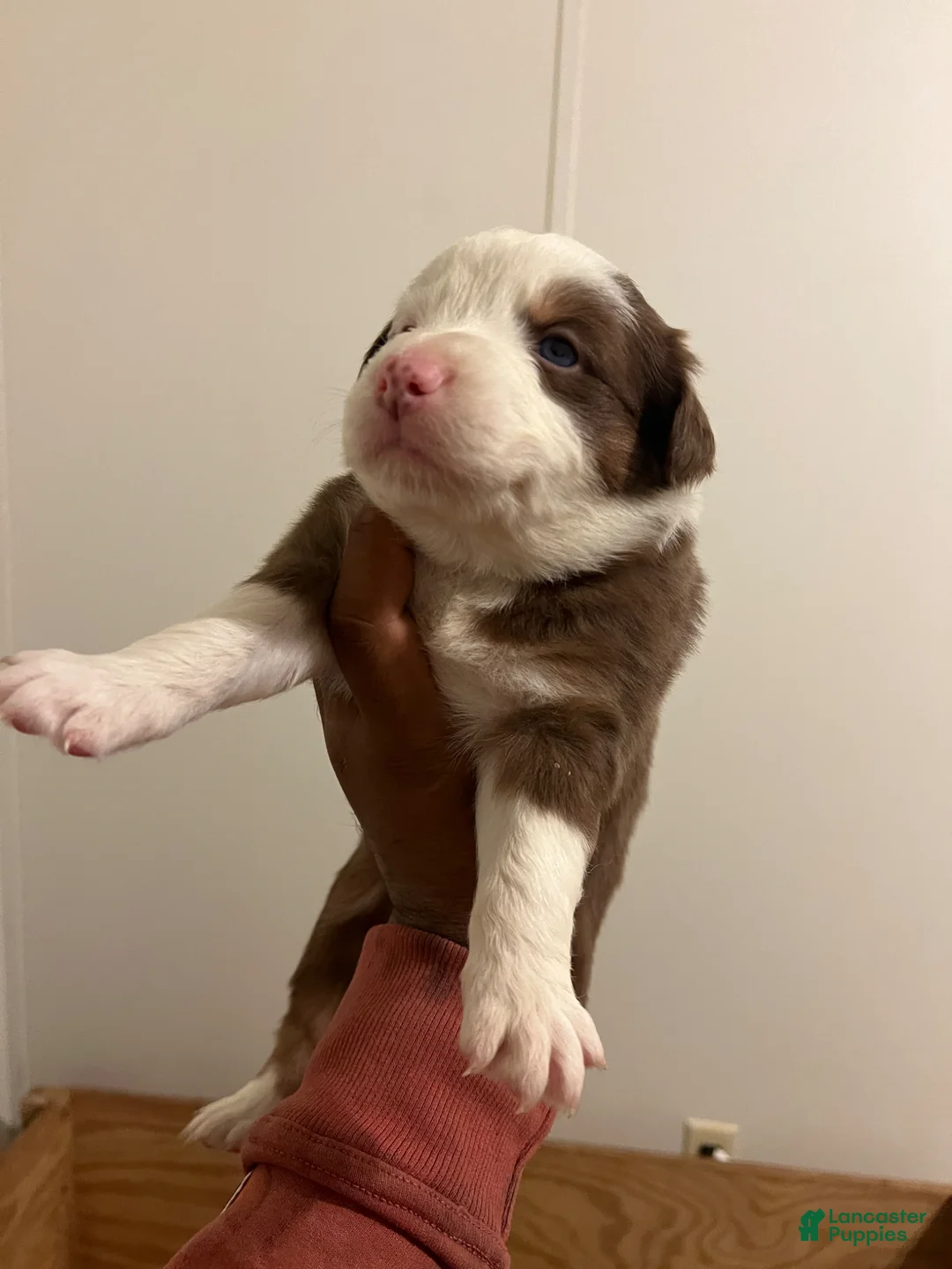 Australian Shepherd dogs for sale: Australian Shepherd Puppy 5 - Ad 1