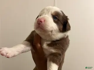 Australian Shepherd dogs Australian Shepherd Puppy 5 - Ad 12