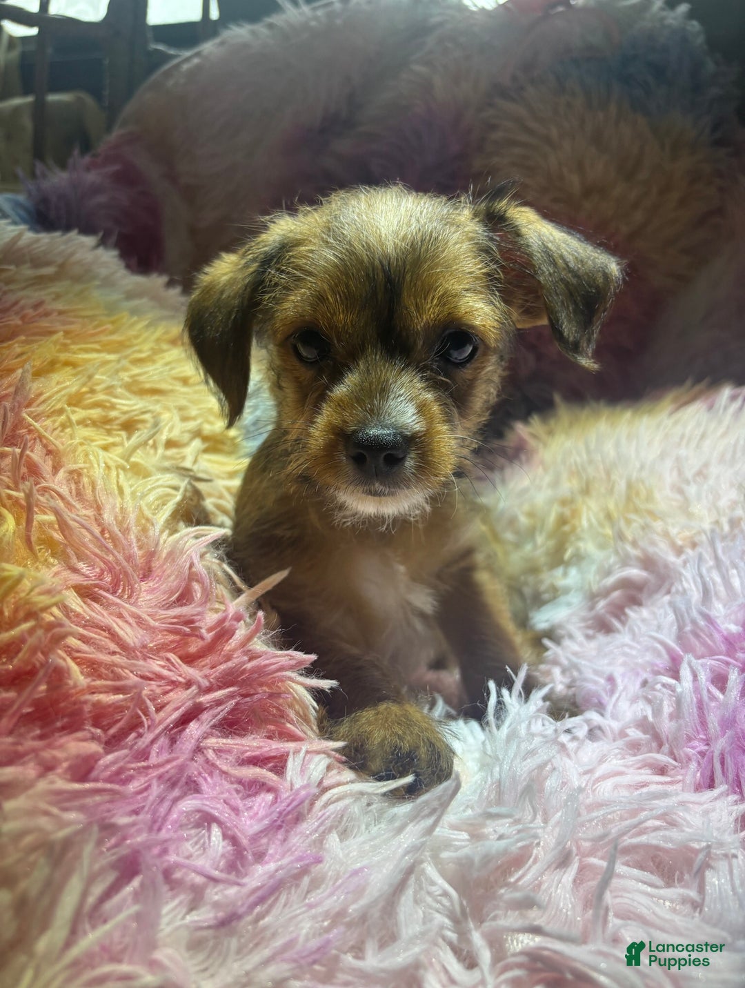 Yorkiepoo dogs for sale: Captain  - Ad 2