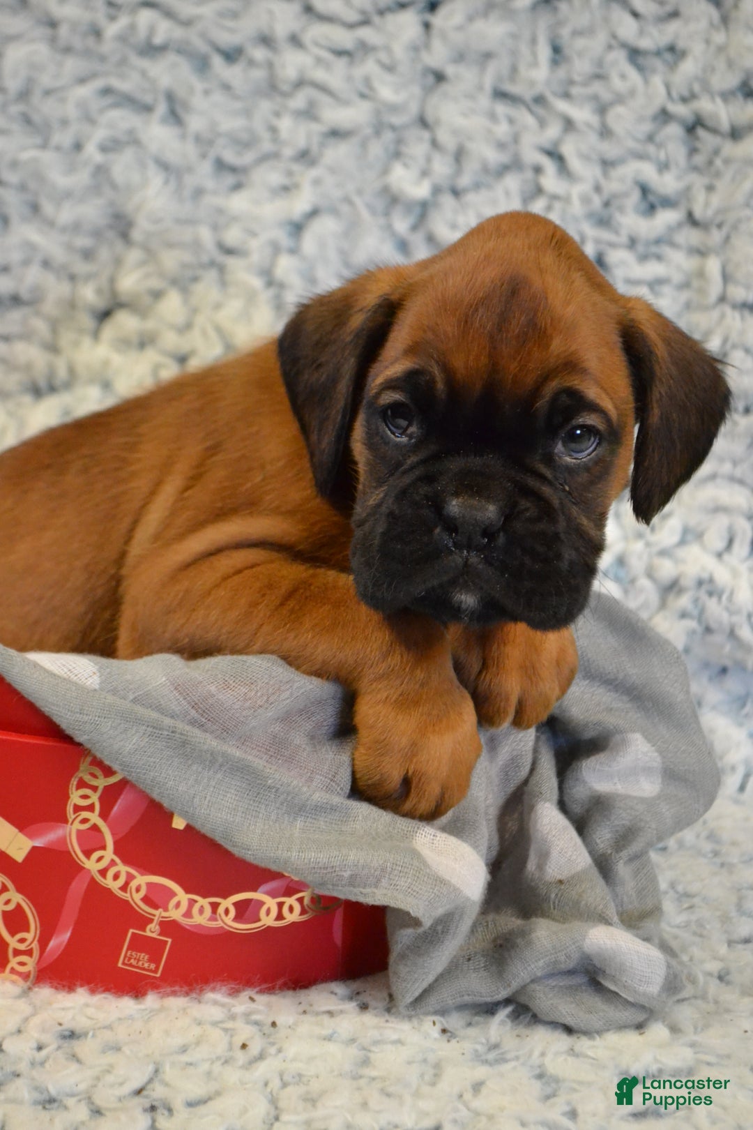 Boxer dogs for sale: Rambo - Ad 2