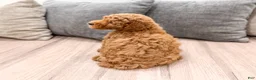 Miniature Poodle dogs for sale: Clifford - Ad 4
