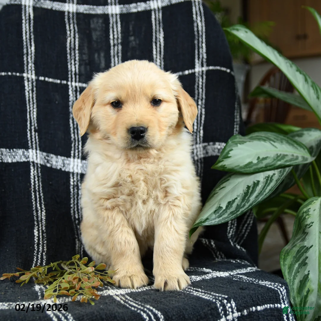 Golden Retriever dogs for sale: Piper - Ad 1