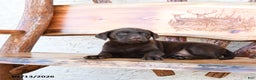Labrador Retriever dogs for sale: Zoom   - Ad 5