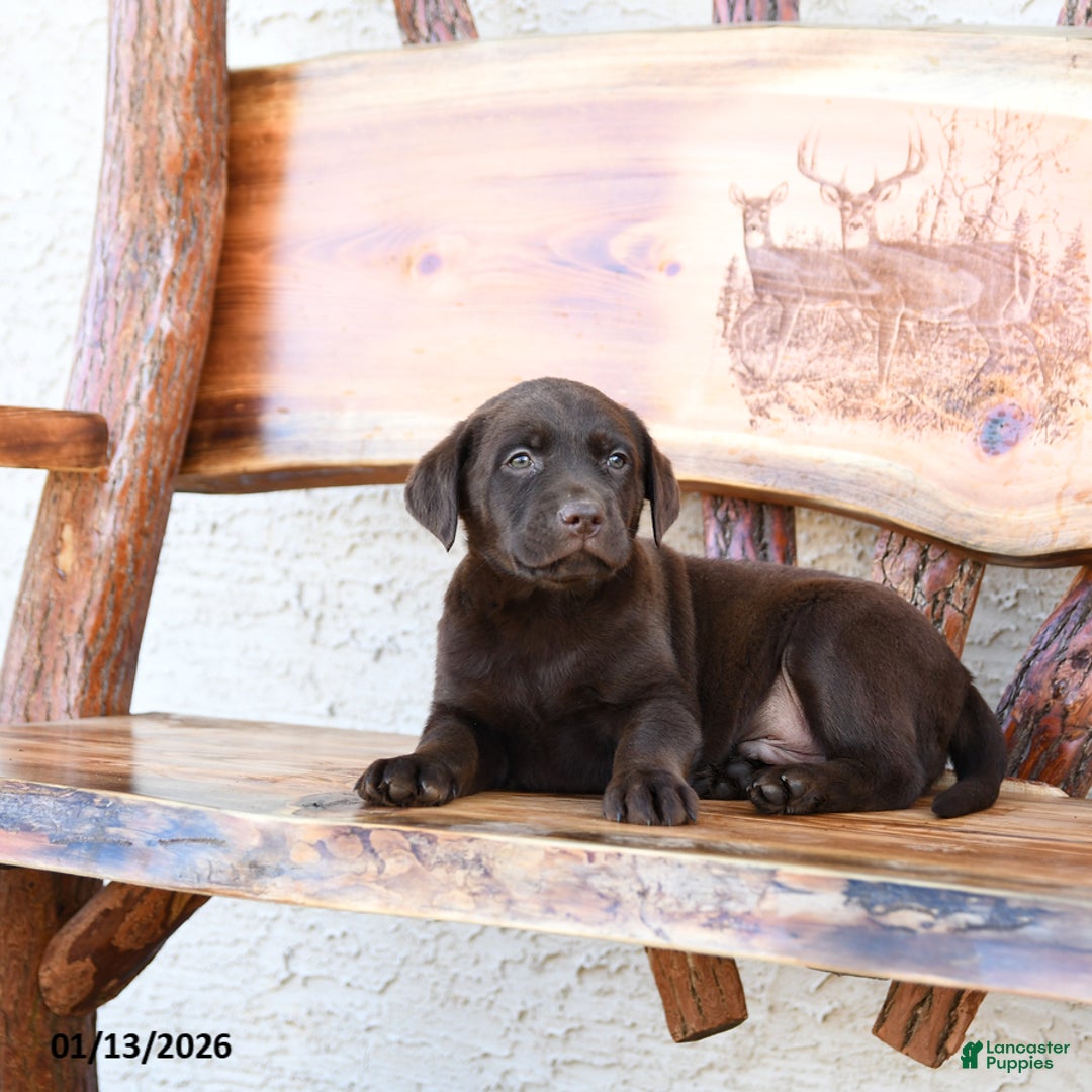 Labrador Retriever dogs for sale: Zoom   - Ad 5
