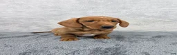 Miniature Dachshund dogs for sale: Cooper - Ad 7