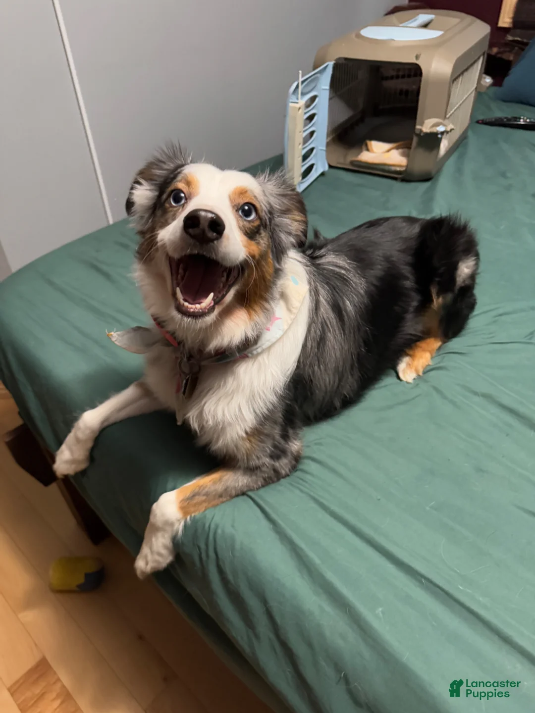 Miniature Australian Shepherd dogs for sale: Rocket  - Ad 1