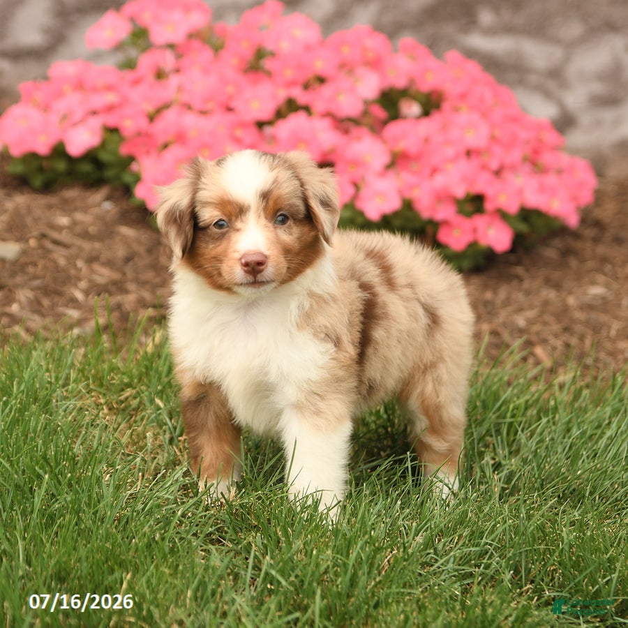 Miniature Australian Shepherd dogs Victor - Ad 1