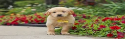 Golden Retriever dogs for sale: Benny - Ad 7