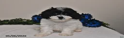 Shihpoo dogs for sale: Amber - Ad 4