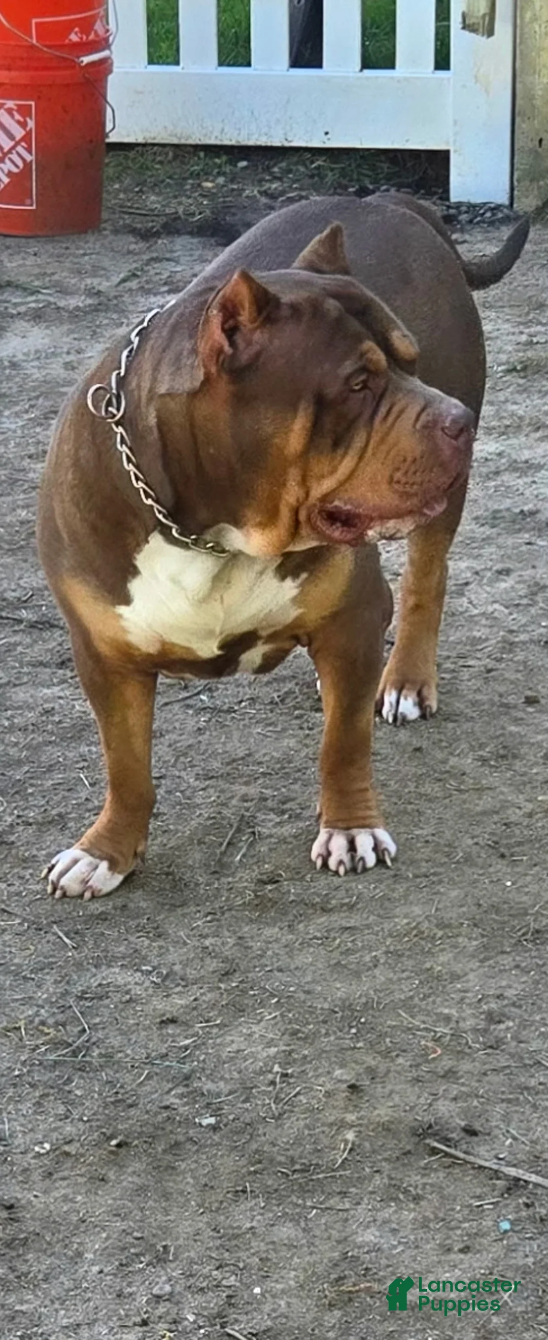American Bully dogs for stud: The hulk - Ad 3