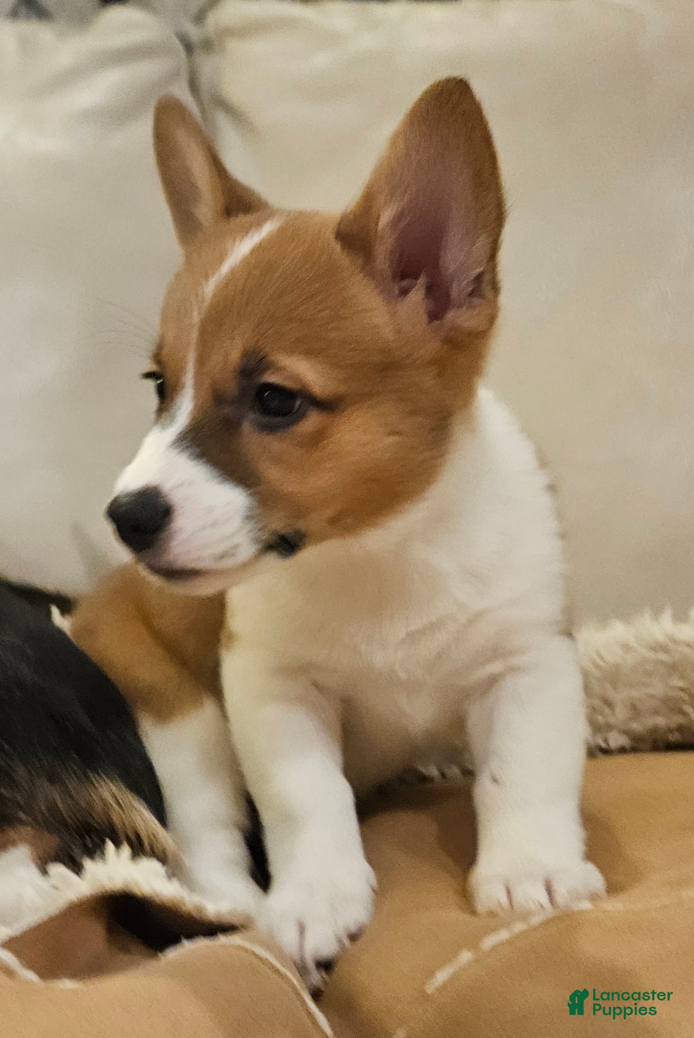 Mixed Breed dogs Callisto - Ad 2