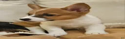 Mixed Breed dogs for sale: Callisto - Ad 10