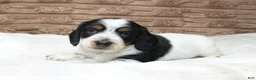 Dachshund dogs for sale: Sam - Ad 1