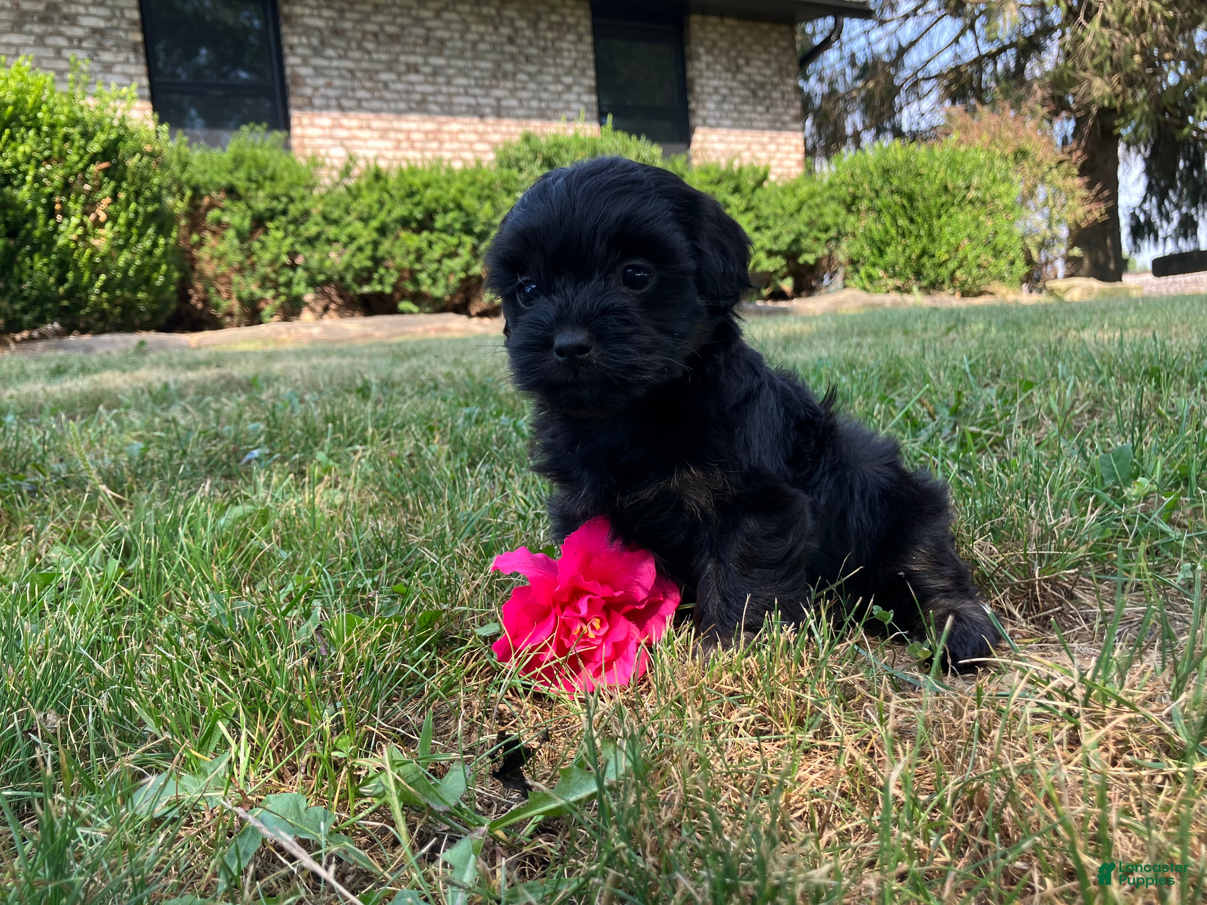 Shihpoo dogs Mandy - Ad 2
