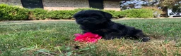 Shihpoo dogs for sale: Mandy - Ad 2