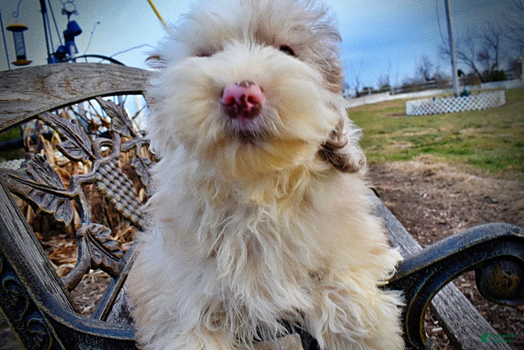 Havapoo dogs for sale: Wiggles - Ad 5