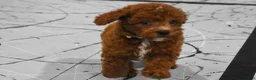 Miniature Poodle dogs for sale:  Lenny🐾 - Ad 12