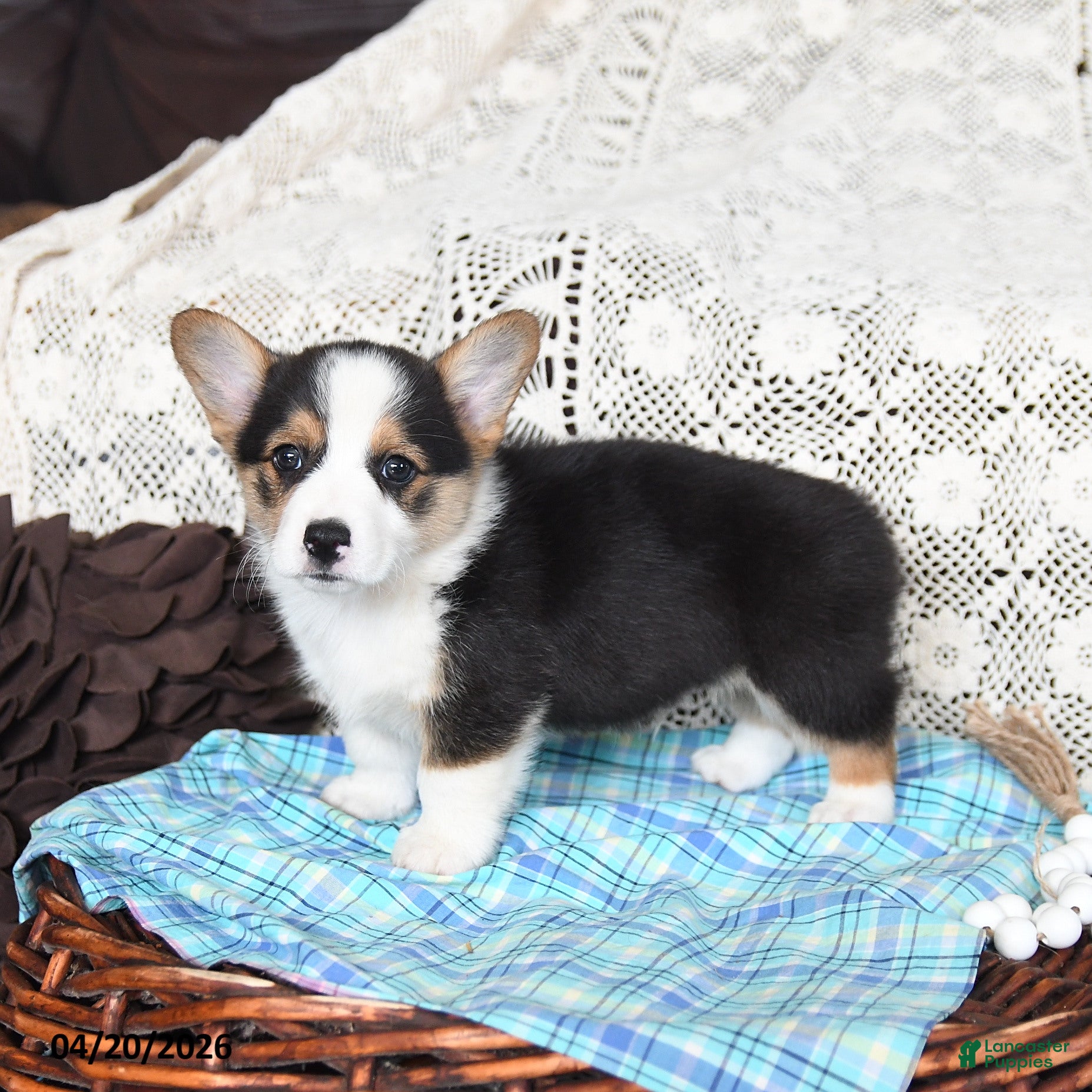 Welsh Corgi Pembroke dogs Canter - Ad 1