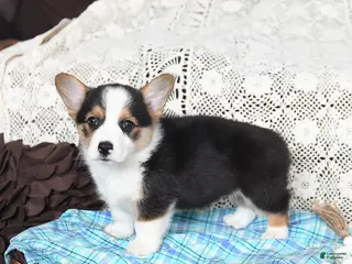 Welsh Corgi Pembroke dogs for sale: Canter - Ad 2
