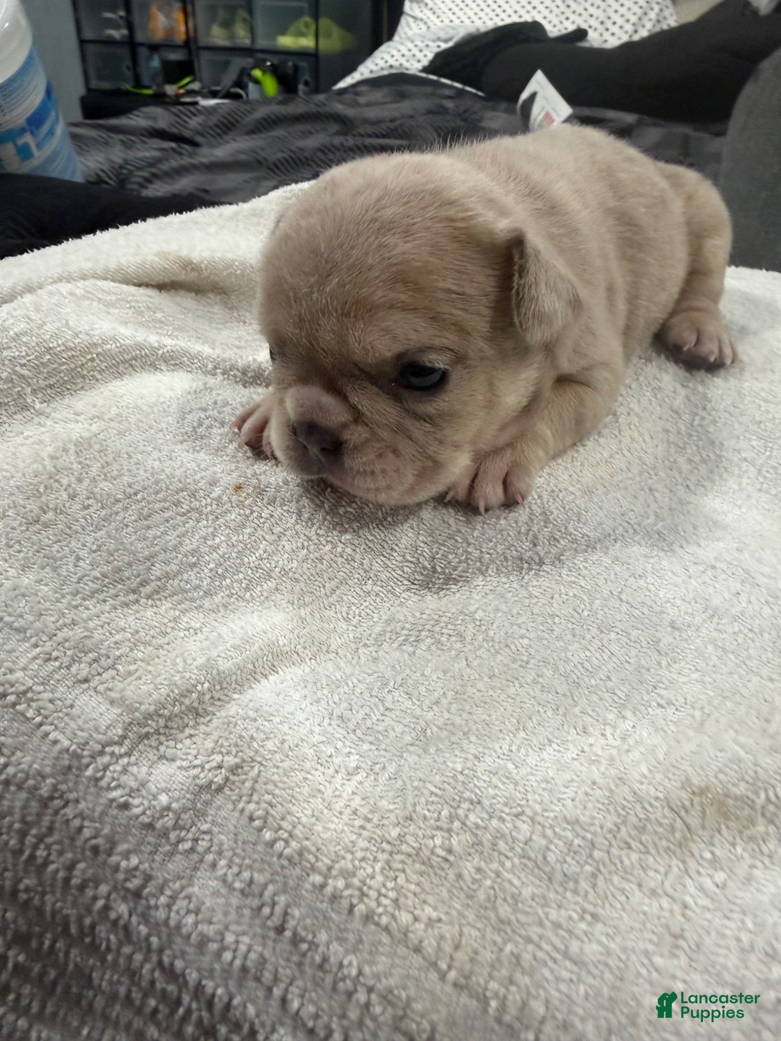 French Bulldog dogs French Bulldog Puppy 1 - Ad 11