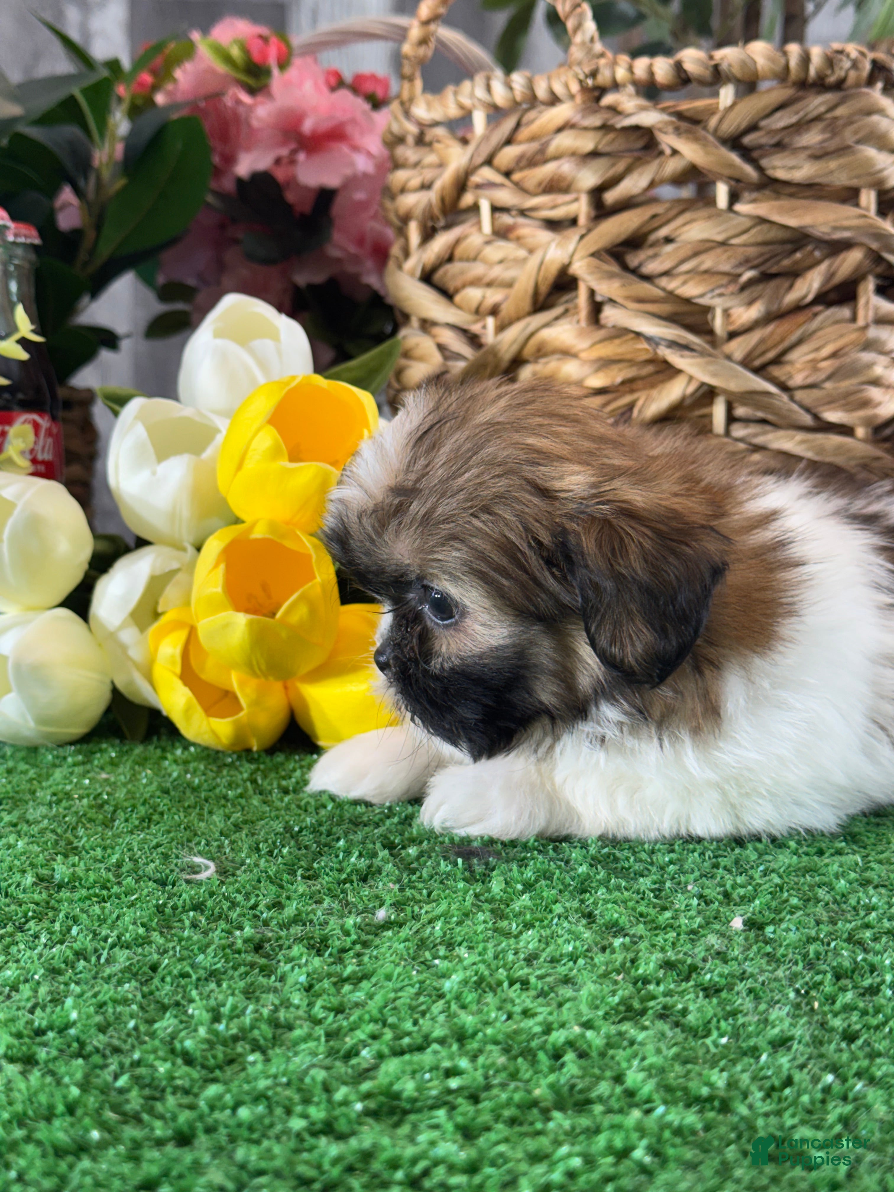 Shih Tzu dogs for sale: Sally🌭 - Ad 4