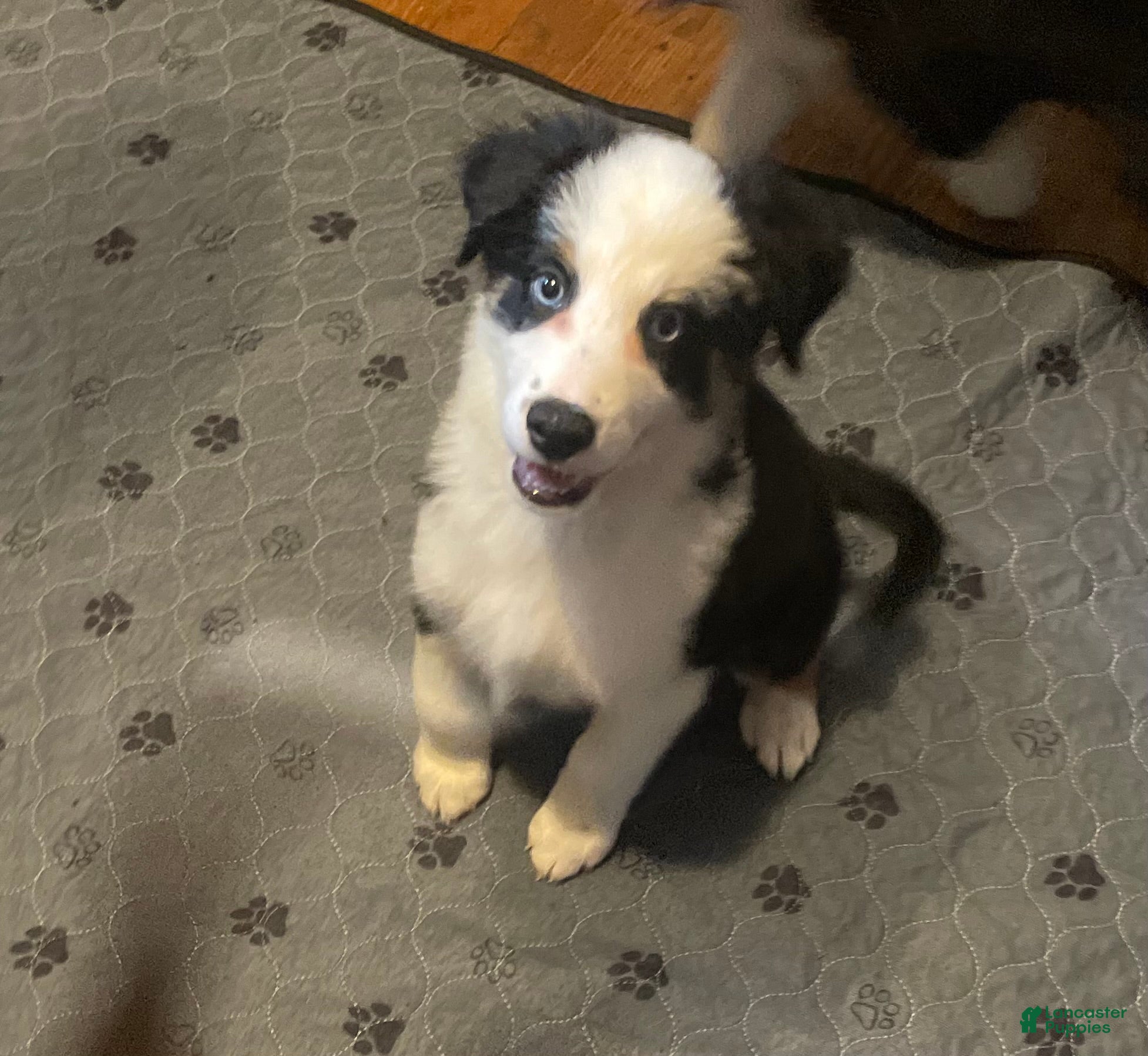 Mixed Breed dogs Jane - Ad 1